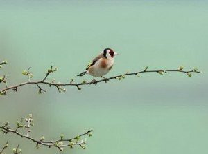 Goldfinch Sitting on the Branch