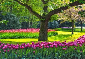 Tree and Tulip Flowers