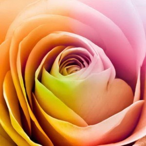 Colorful Rose Petals
