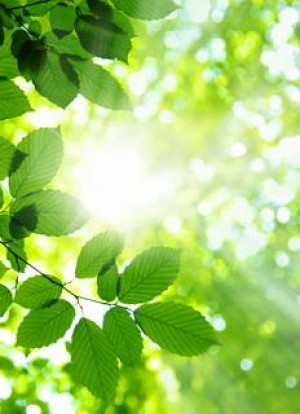 Sun Beams and Green Leaves