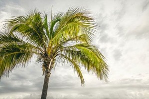 Image Of The Palm Tree
