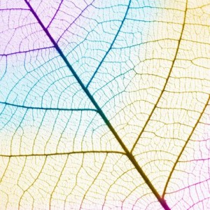 Colorful Skeleton Leaf Abstract 